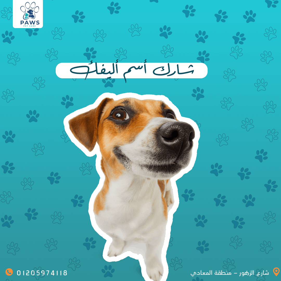 مصممة جرافيك متخصصة في تصميم الإعلانات والشعارات والمحتوى الرقمي