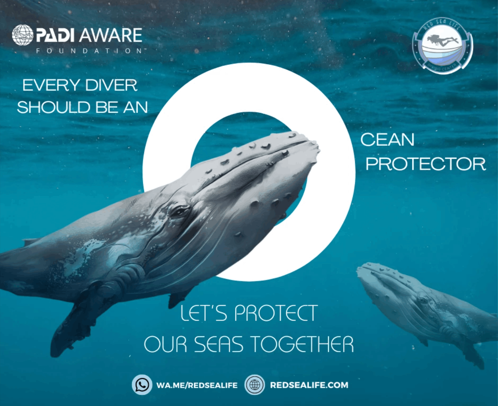 Design and Art Direction Work For Red Sea Life Diving Resort