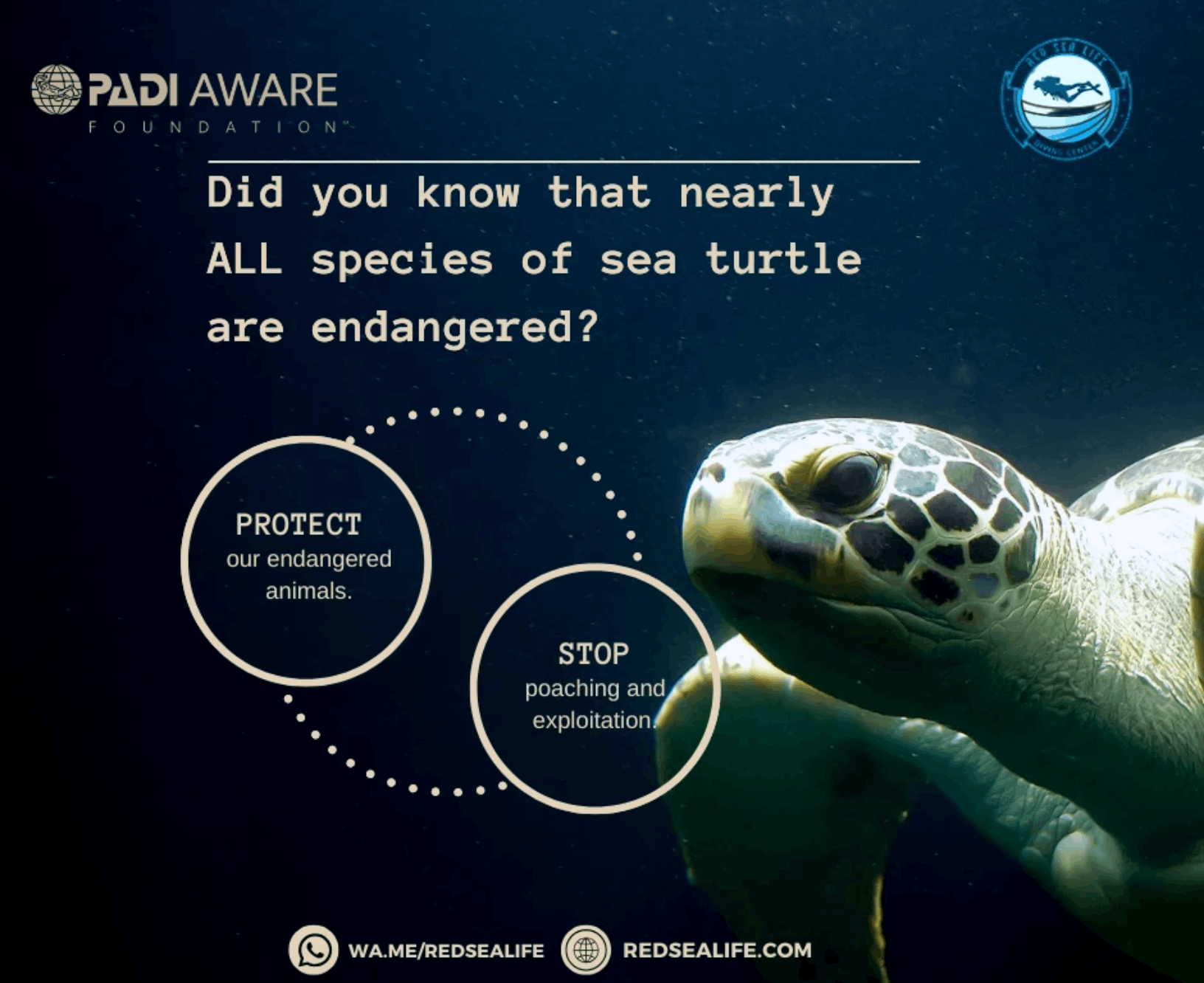 تصميمات ل PADI Aware - Diving Foundation