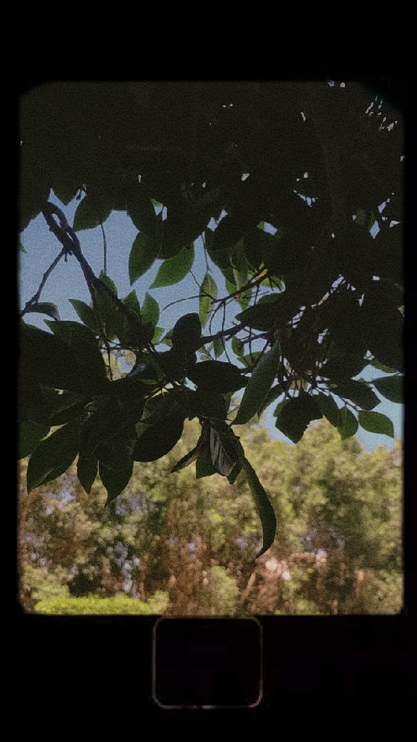 القناطر الخيريه