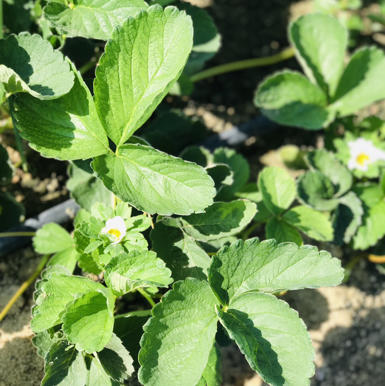 مهندس-زراعي-كل-مجالات-الزراعهومجلات-الدواجن