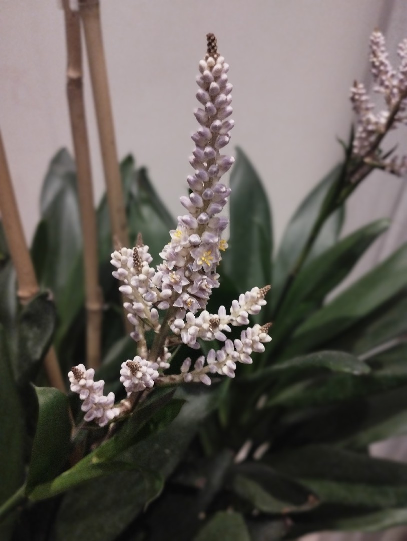 تقديم-استشارة-زراعية-للنباتات-الداخلية