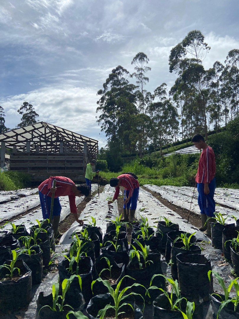 melayani-masalah-hama-pada-tanaman