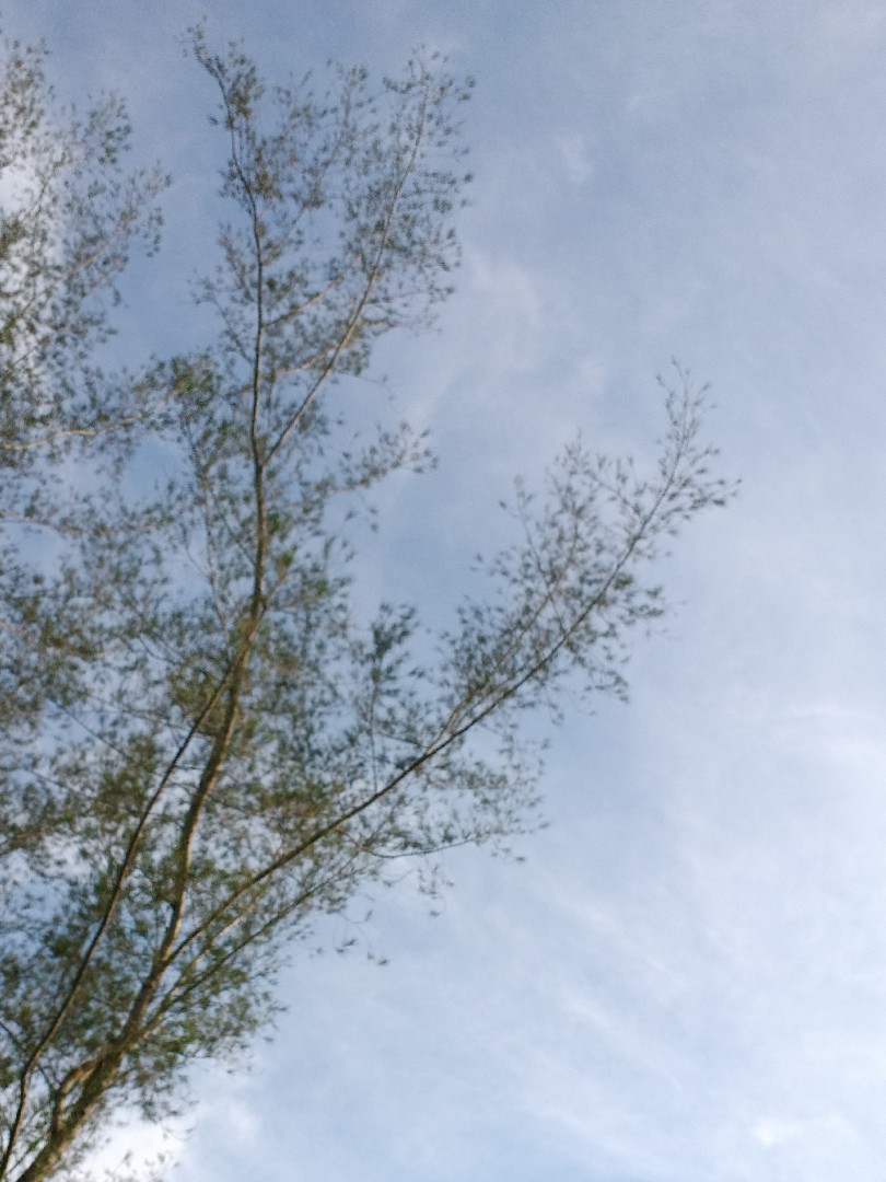 ranting-pohon-dengan-awan-yang-cerah