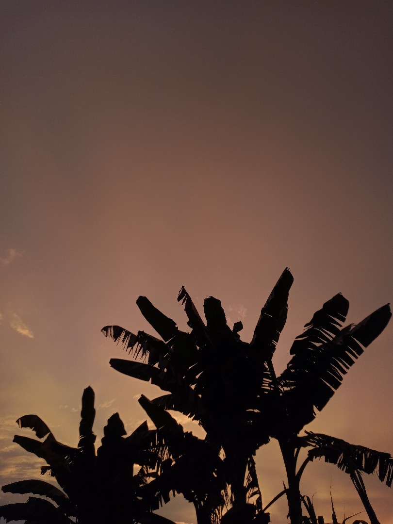 writing-dan-translation