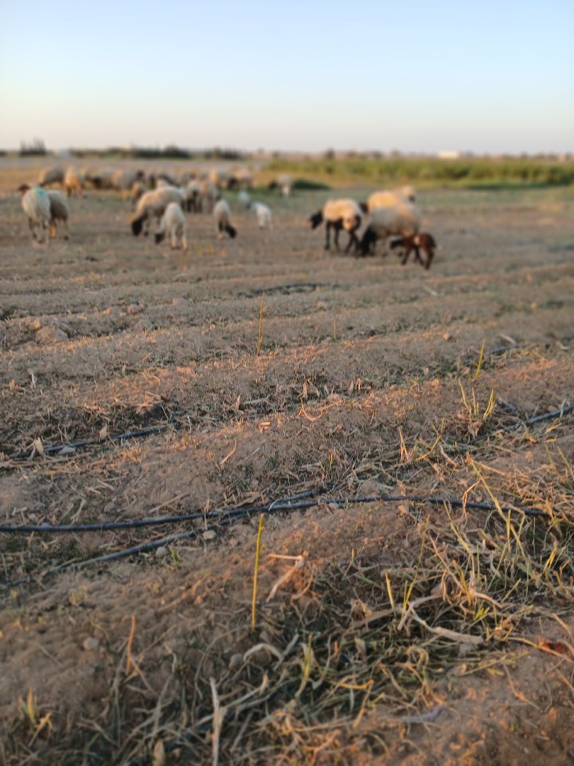 طبيب-بيطري-استشاري